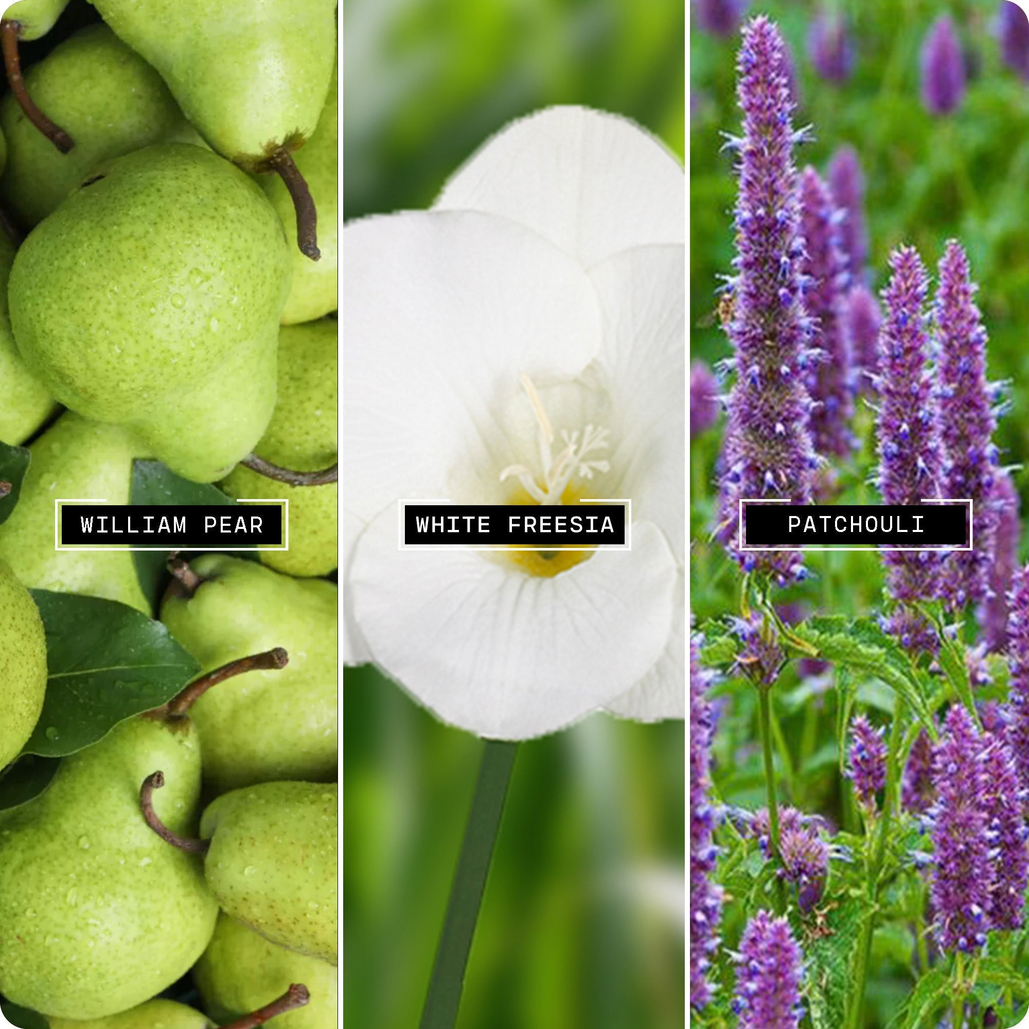 English Pear & Freesia (20ml) - Magnifiscent